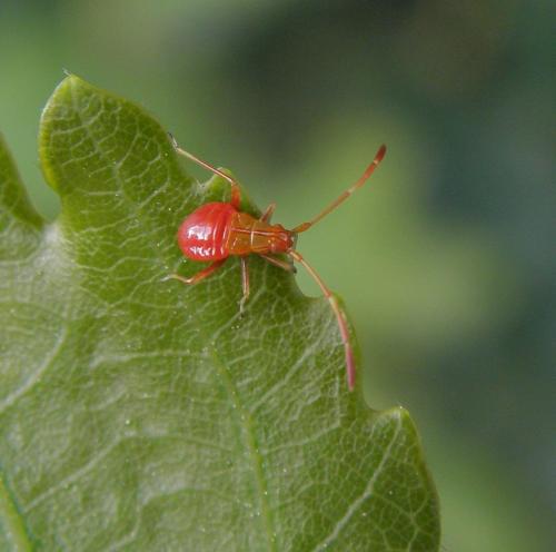 Megacoelum infusum