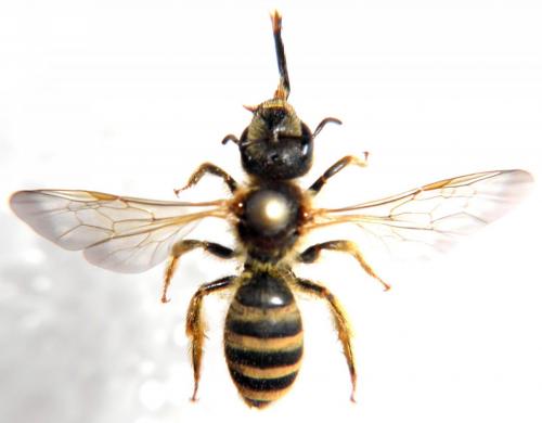 Halictus scabiosae