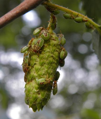 Elasmucha grisea grisea