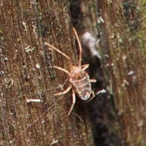 Réf. 105 855 : Bryobia rubrioculus