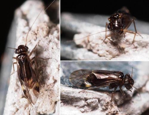 Réf. 105 389 : Hyalopsocus morio