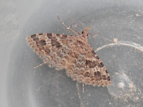 Alucita hexadactyla