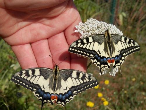 Papilio machaon