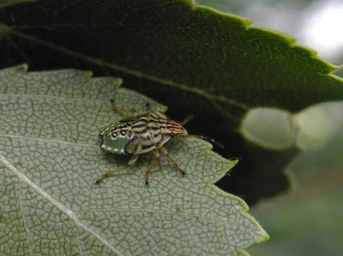 Elasmucha grisea grisea