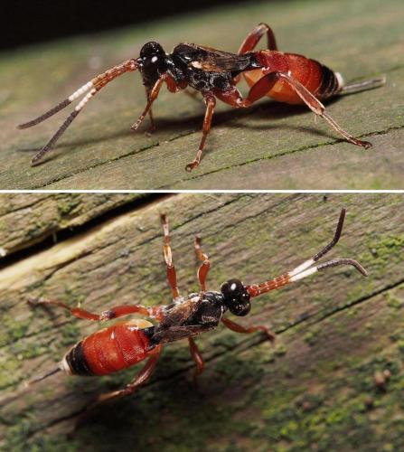 Cryptinae
