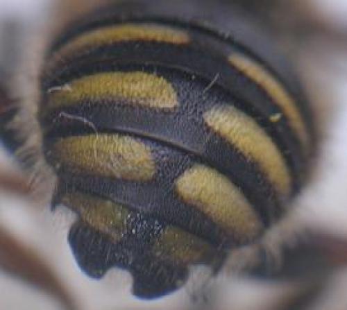 Anthidium oblongatum