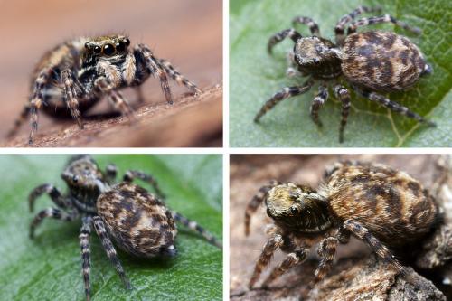 Pseudeuophrys erratica