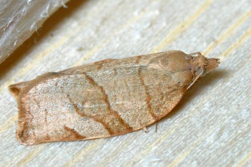 Réf. 105 230 : Pandemis cerasana