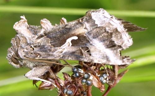 Réf. 105 647 : Autographa gamma