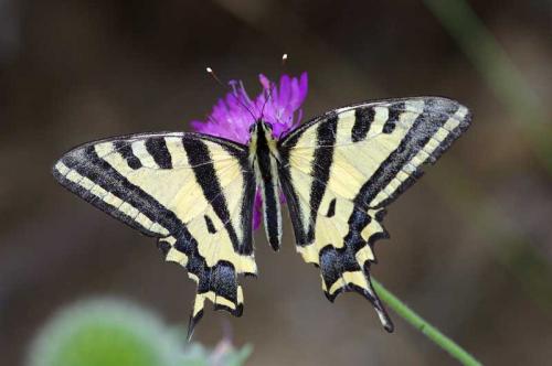 Papilio alexanor