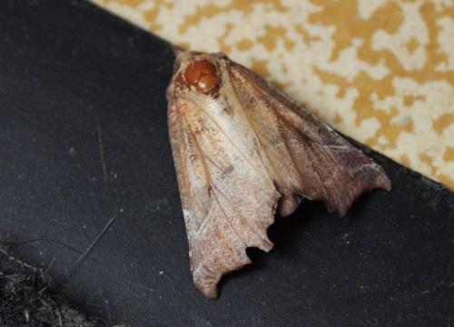 Réf. 105 302 : Scoliopteryx libatrix