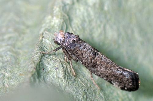 Réf. 105 351 : Paraswammerdamia sp.