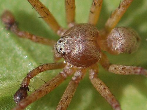Philodromus aureolus