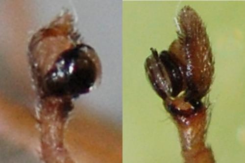 Réf. 105 440 : Philodromus aureolus