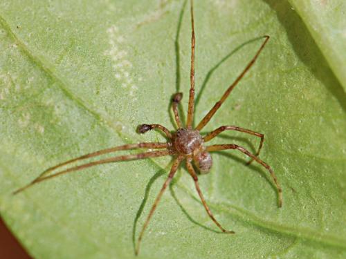 Philodromus aureolus