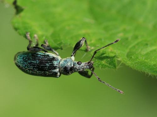 Réf. 105 550 : Phyllobius pomaceus