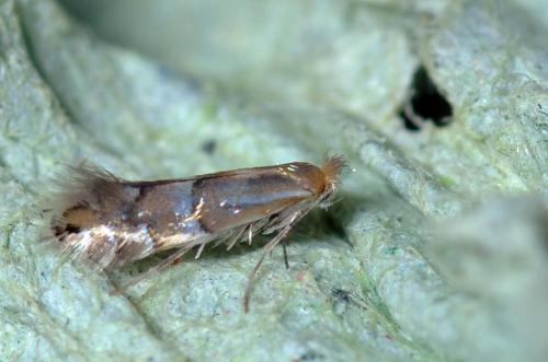 Réf. 105 569 : Phyllonorycter ulmifoliella
