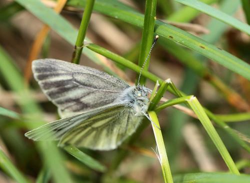 Pieris bryoniae