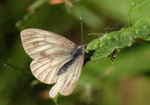 Pieris bryoniae
