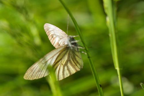 Pieris bryoniae