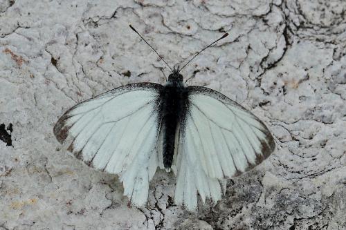Pieris bryoniae