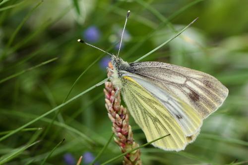 Pieris bryoniae