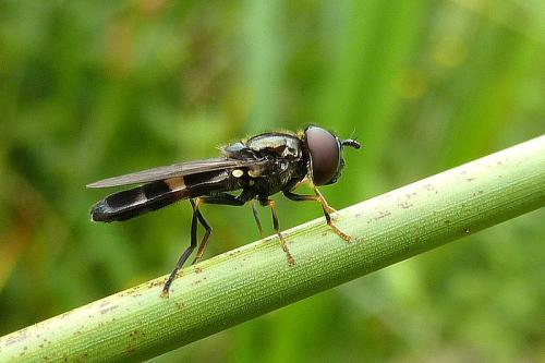 Pyrophaena rosarum