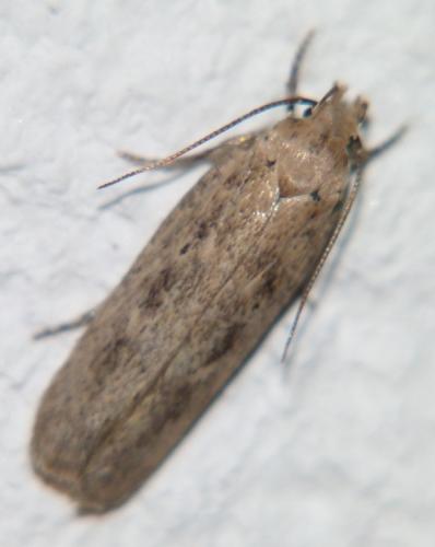 Réf. 105 503 : Platyedra subcinerea