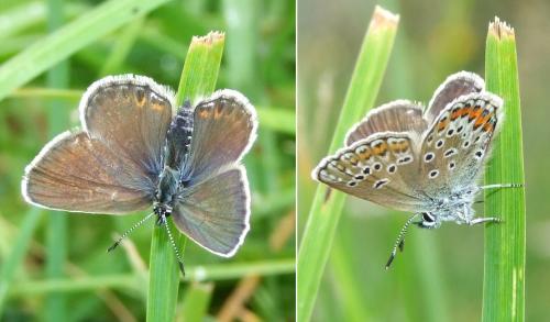 Réf. 105 614 : Plebejus sp.