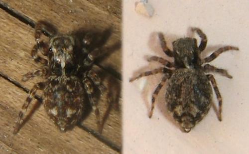 Pseudeuophrys sp.
