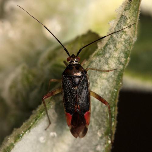 Réf. 105 259 : Closterotomus trivialis