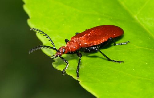 Réf. 105 531 : Pyrochroa serraticornis