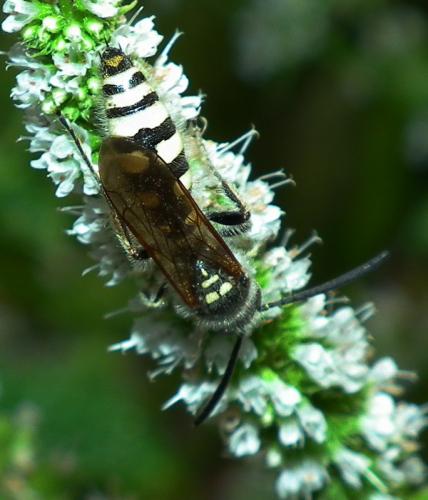 Réf. 105 804 : Colpa sexmaculata