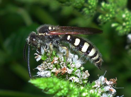 Colpa sexmaculata