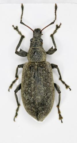 Réf. 105 871 : Phyllobius pomaceus
