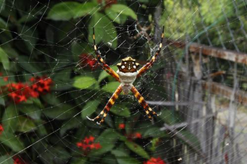 Argiope argentata