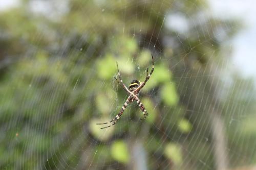 Argiope argentata