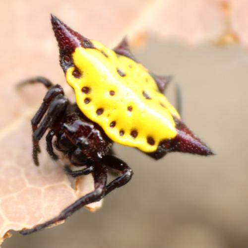 Réf. 105 990 : Gasteracantha cancriformis