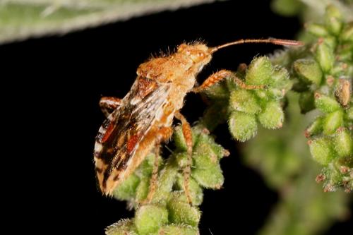 Rhopalus subrufus