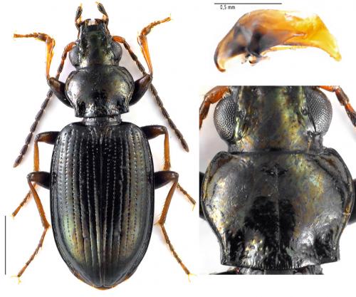 Réf. 105 737 : Bembidion tibiale