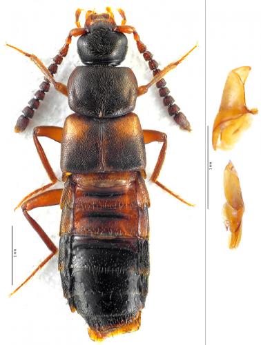Réf. 105 769 : Pella humeralis