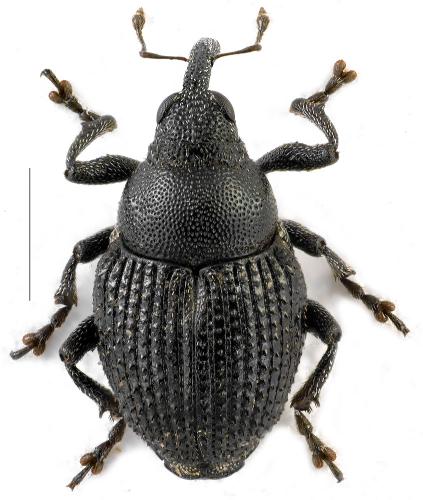 Réf. 105 814 : Zacladus geranii