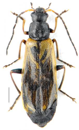 Rhagonycha nigriventris