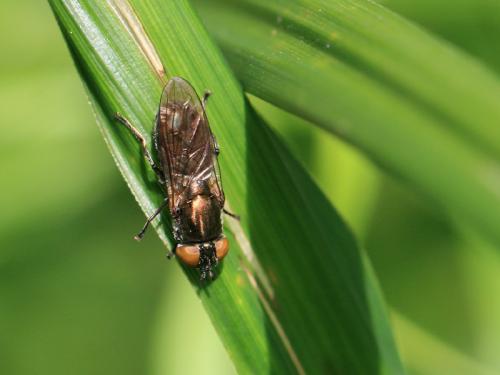 Réf. 105 849 : Riponnensia splendens