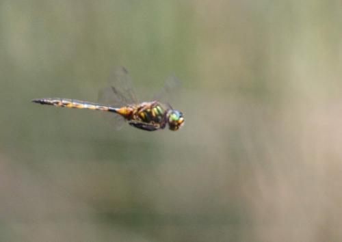 Somatochlora flavomaculata
