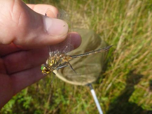 Somatochlora flavomaculata