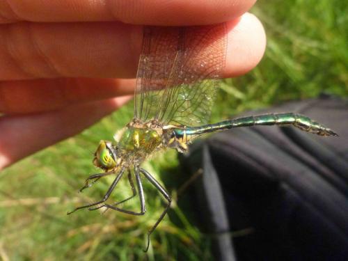 Somatochlora metallica