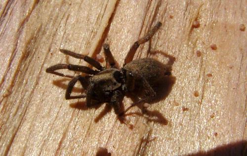 Nomisia sp.