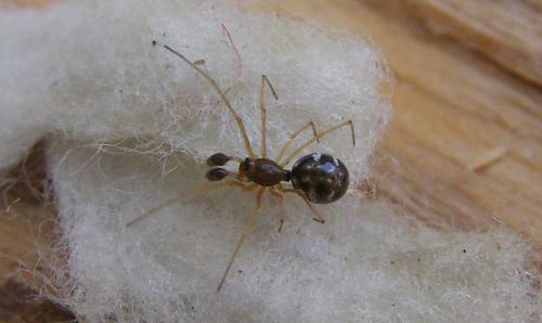 Cresmatoneta mutinensis