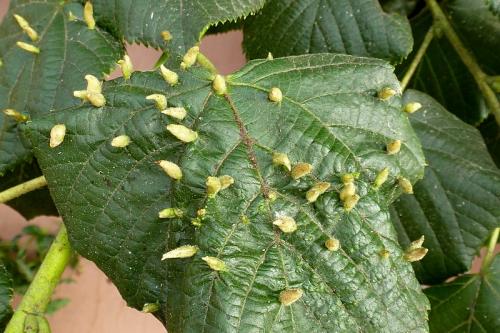 Réf. 105 515 : Eriophyes tiliae